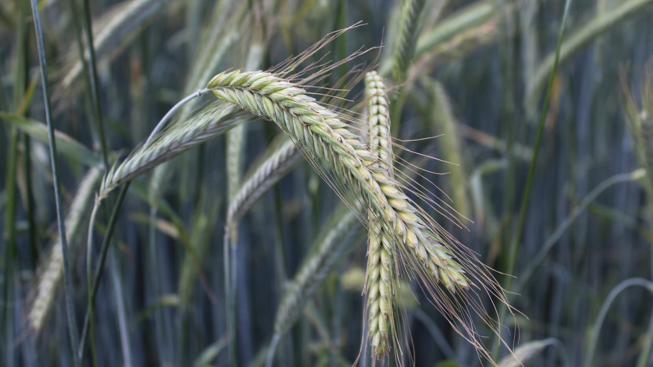 Modern hybrid rye varieties are less prone to the challenge of ergot infection