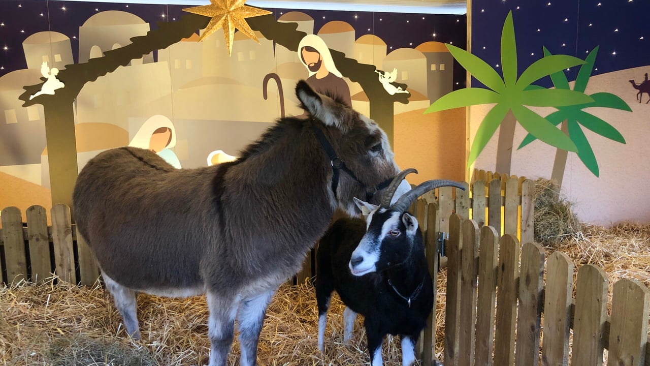 Live animal crib set to return to Dublin's Mansion House