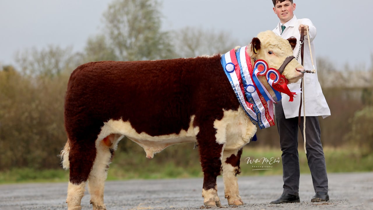 Supreme Male Champion: Dunworleypoll 1 Percy, with breeder Jack Moloney, Cork
