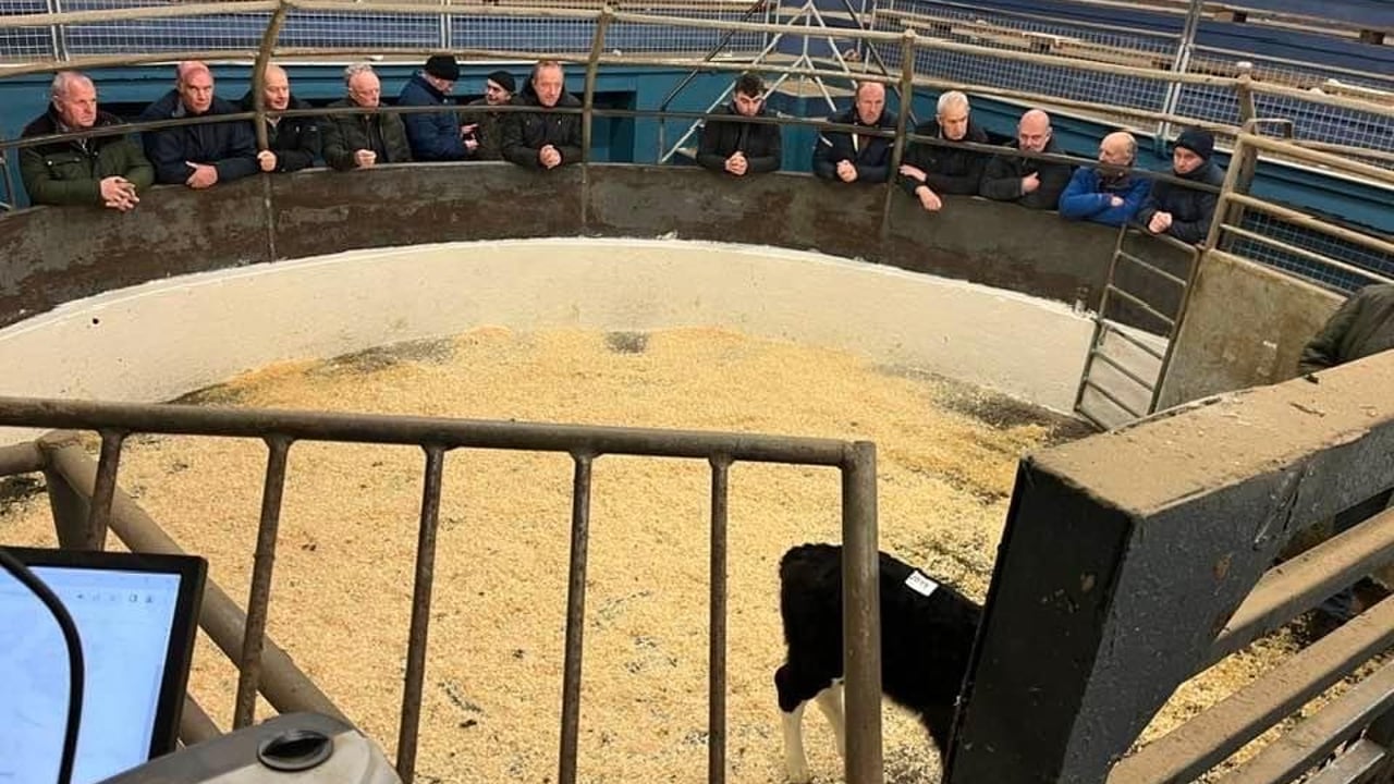Positive trend and outlook for calf trade in marts
