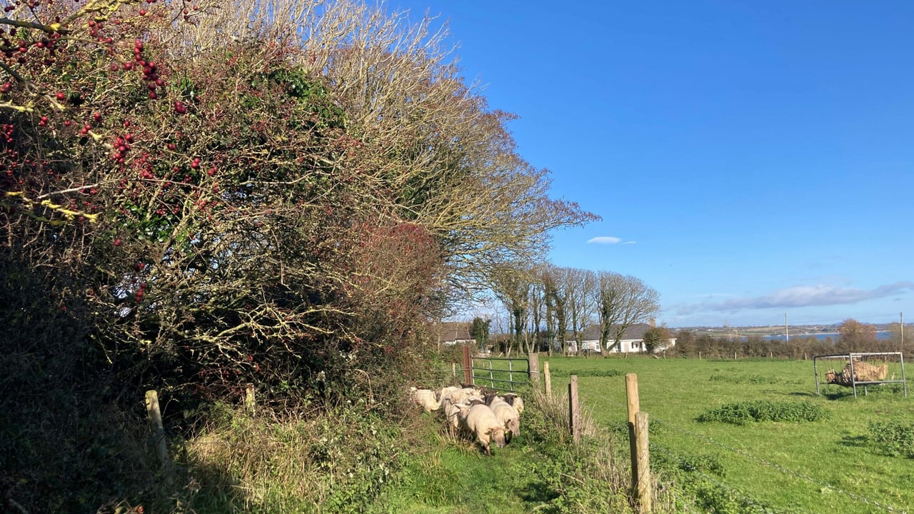 Sheep advice: Managing the feeding and health of store lambs