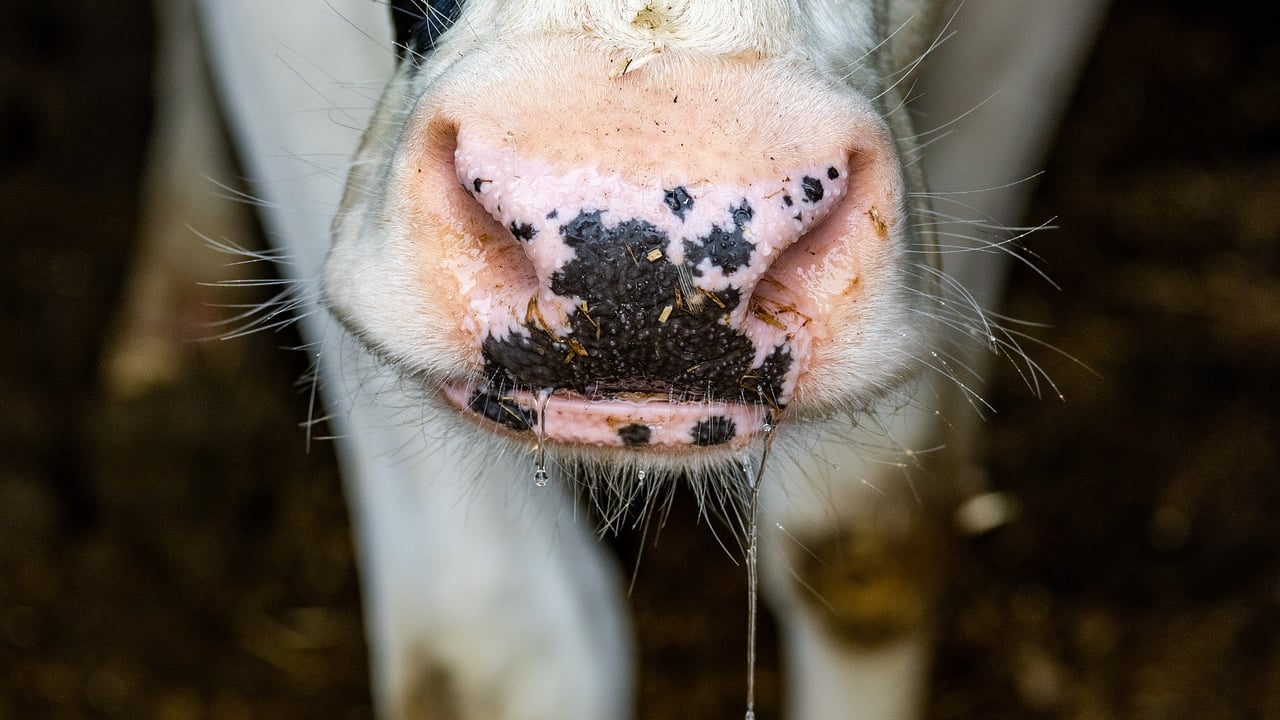 Ban on live animal exports from Great Britain comes into effect