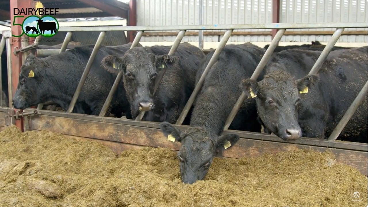Video: How much meal should I feed cattle this winter?