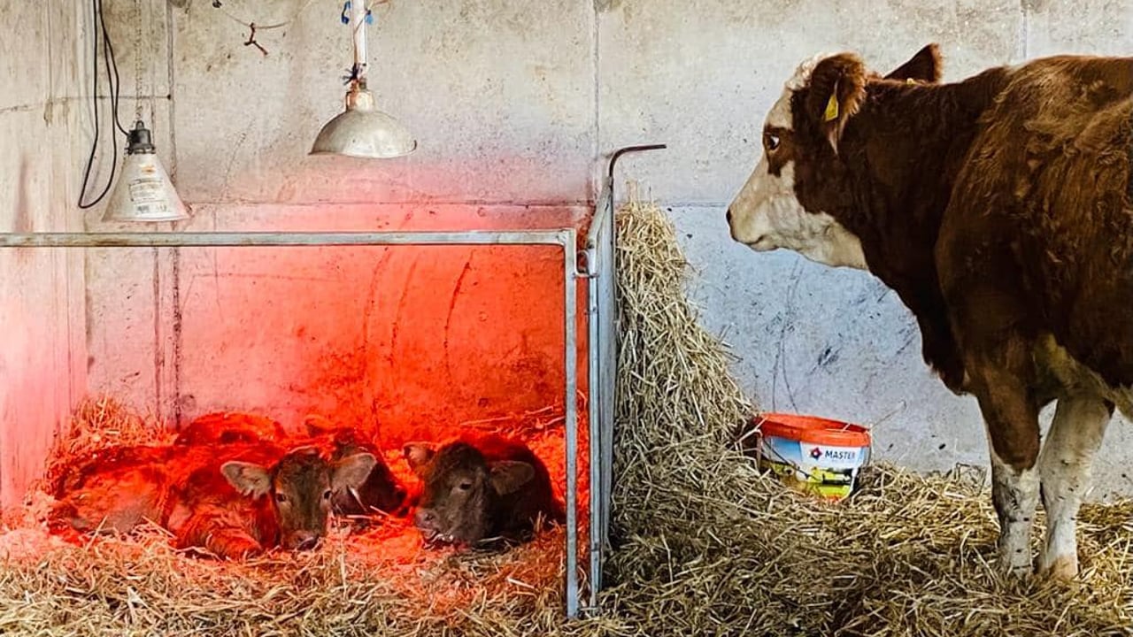 Source: Micheal Hoban (Errew Commercial PB Show Cattle)