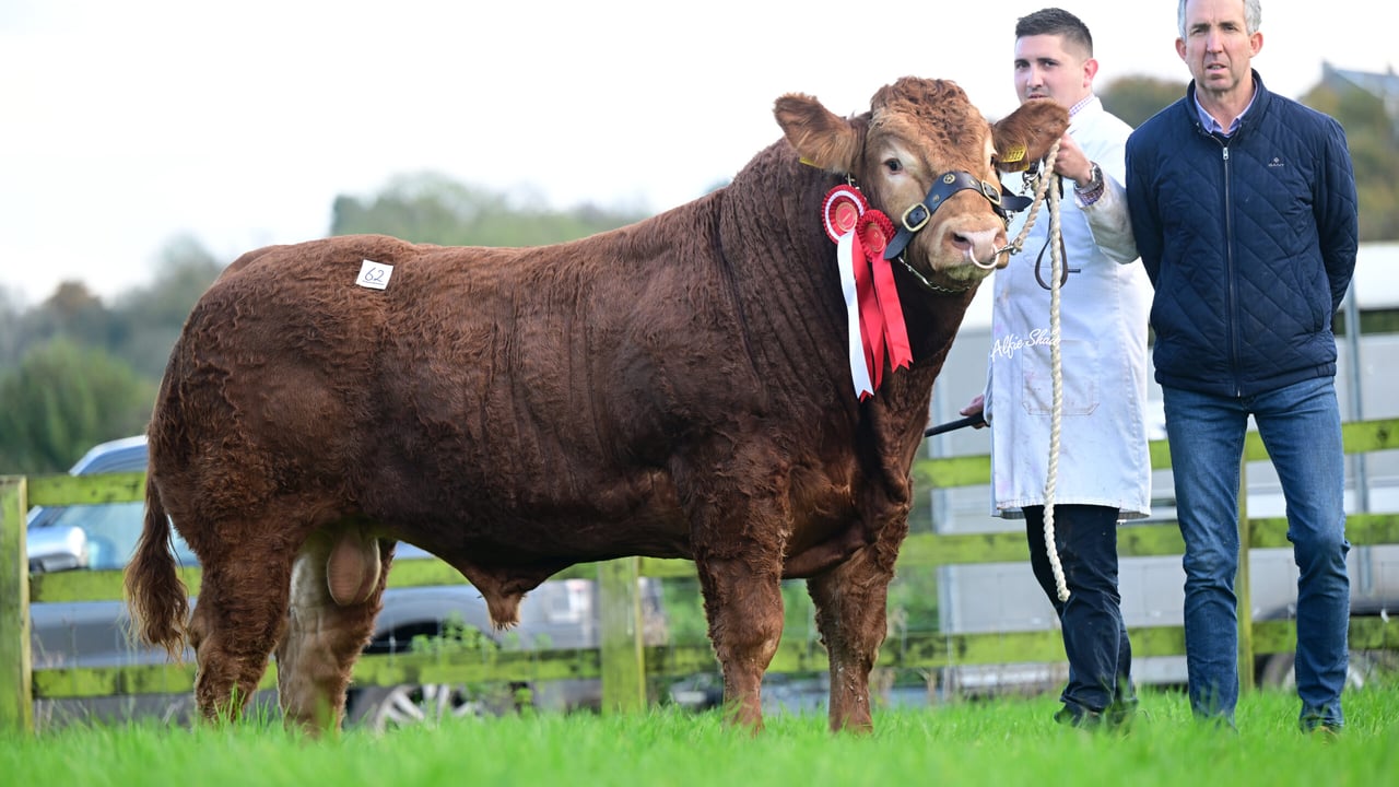 Carrefour Turbo from John Kenny, Dunkerrin, Co. Offaly sold for €16,500