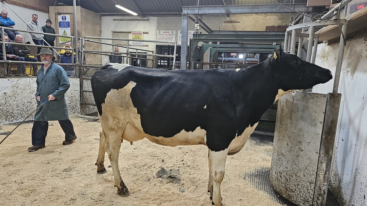 Cashel Blue dispersal sale brings a top call of €2,400