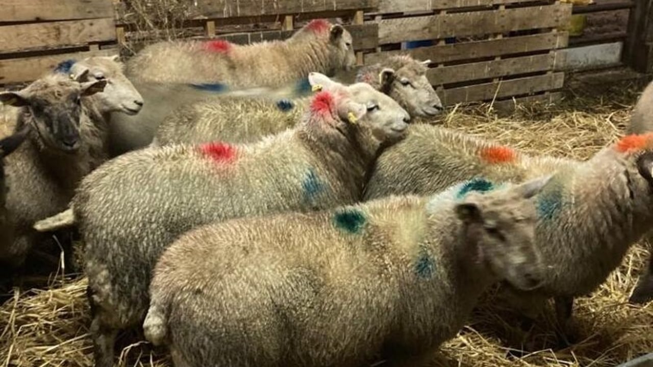 Lambs at Inishowen Mart Source: Inishowen Livestock Mart 