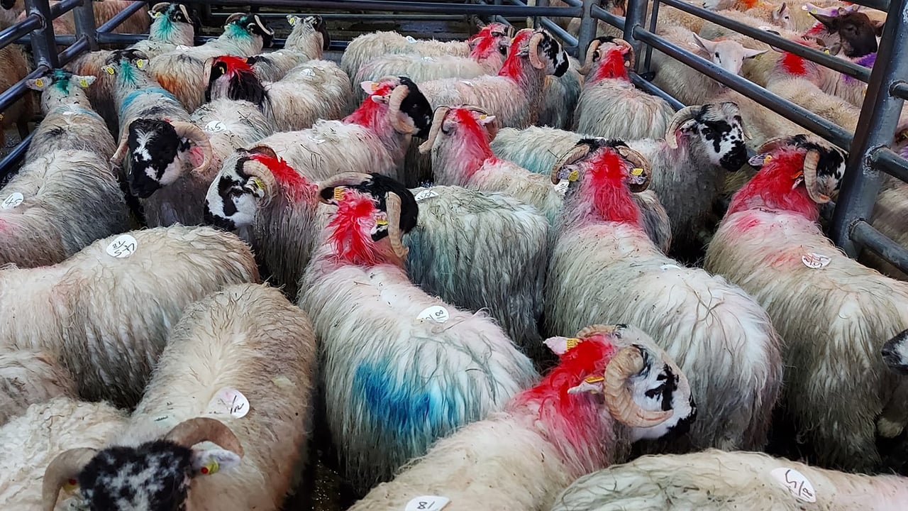 Sheep marts: Strong demand for finished lambs continues