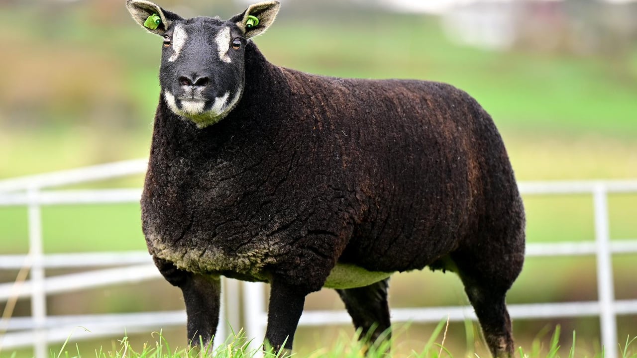 Shades of Autumn pedigree female sale gets underway