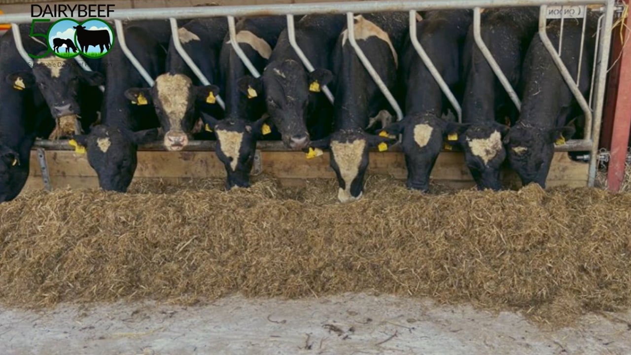 Watch: The danger of overpacking your cattle shed