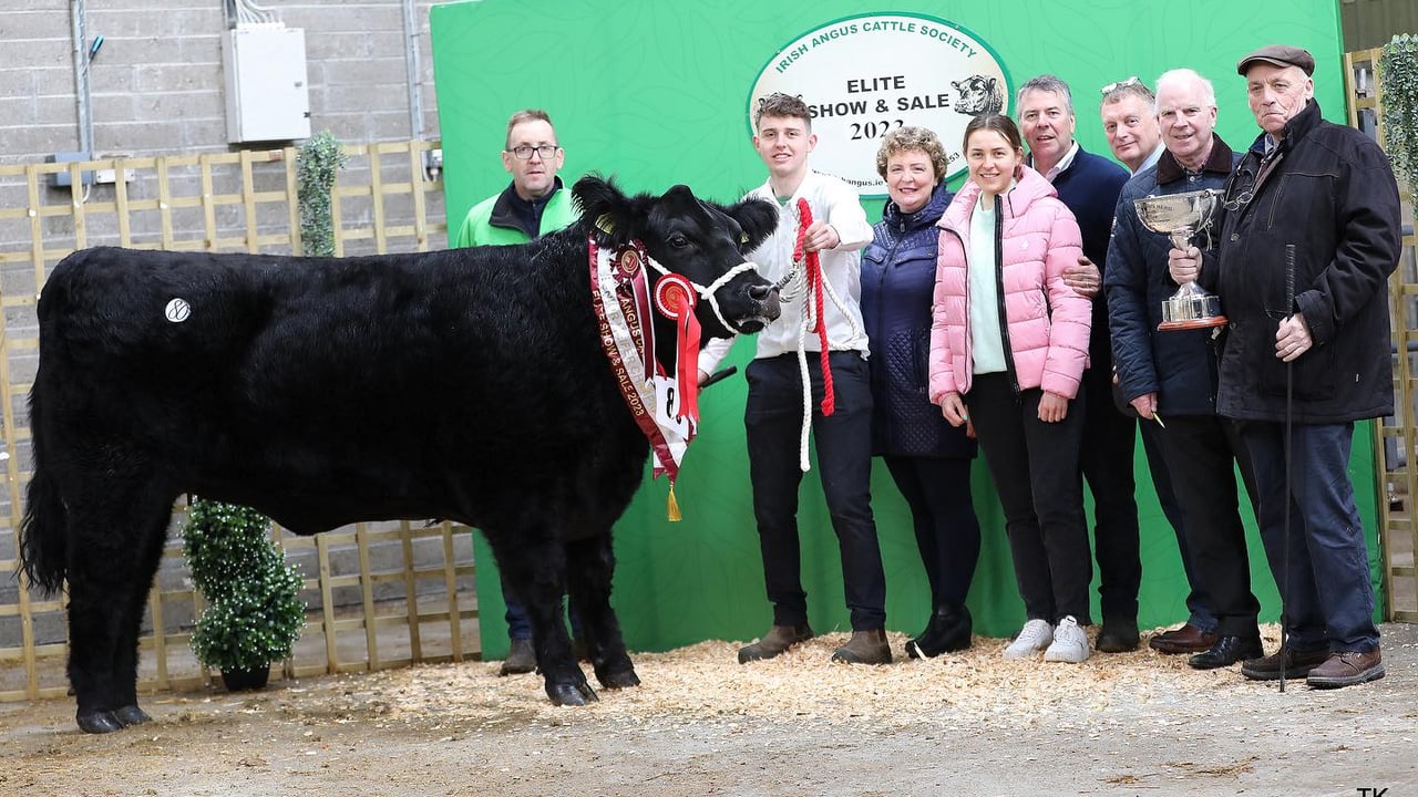 Senior female champion, Coneyisland Uptown Girl sold for €10,200. L-R: Sean Kilkenny (IACS president); Regan family; Soren Riis Vester (Judge); Anthony Flaherty (Connolly Redmills - Sponsor) and Richard Smith