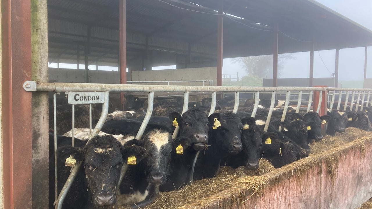 ABP Demo Farm: Cattle kill out results and weanling weights