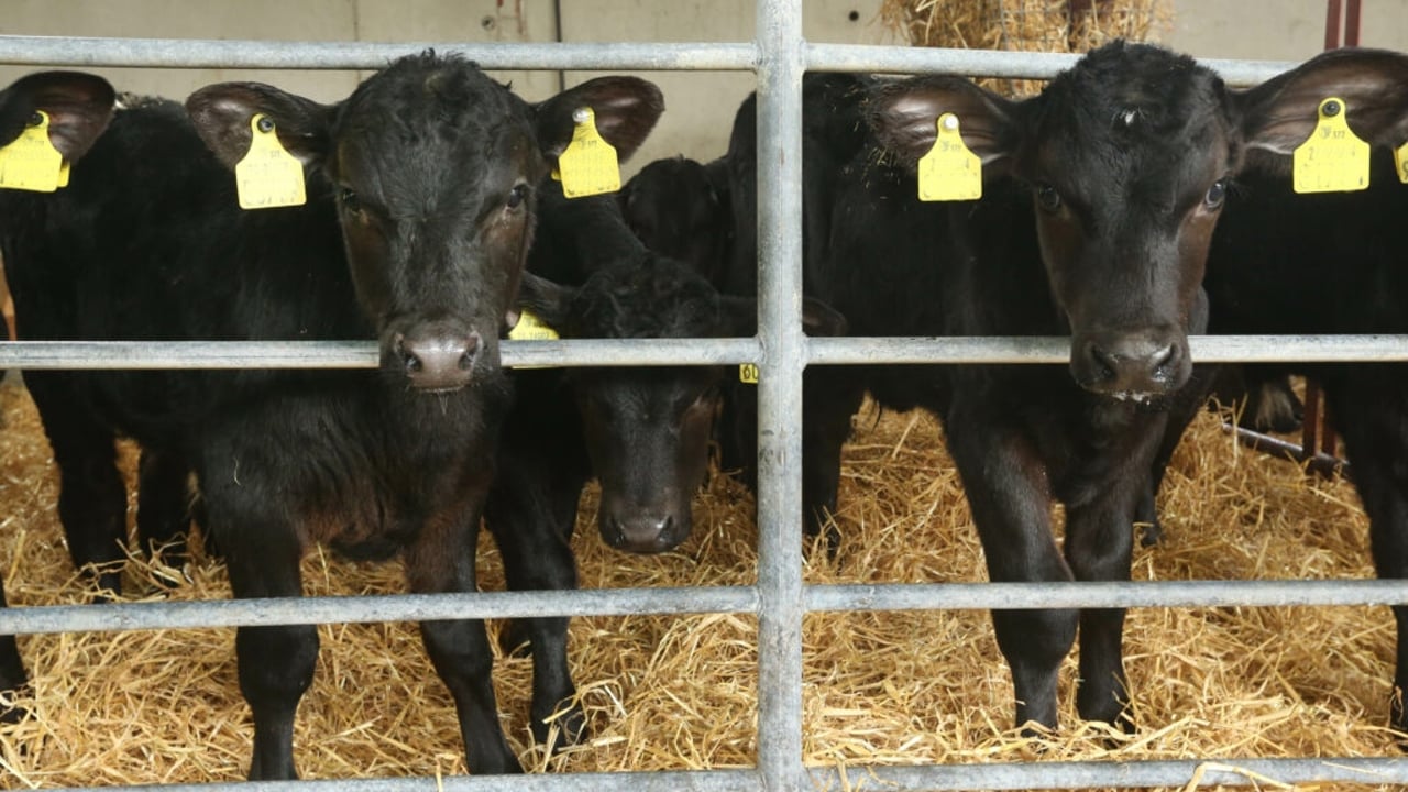The importance of colostrum quality for autumn calves