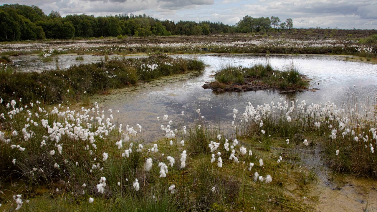 Cloncrow Bog, Co. Westmeath. Image: Eugene Dunbar