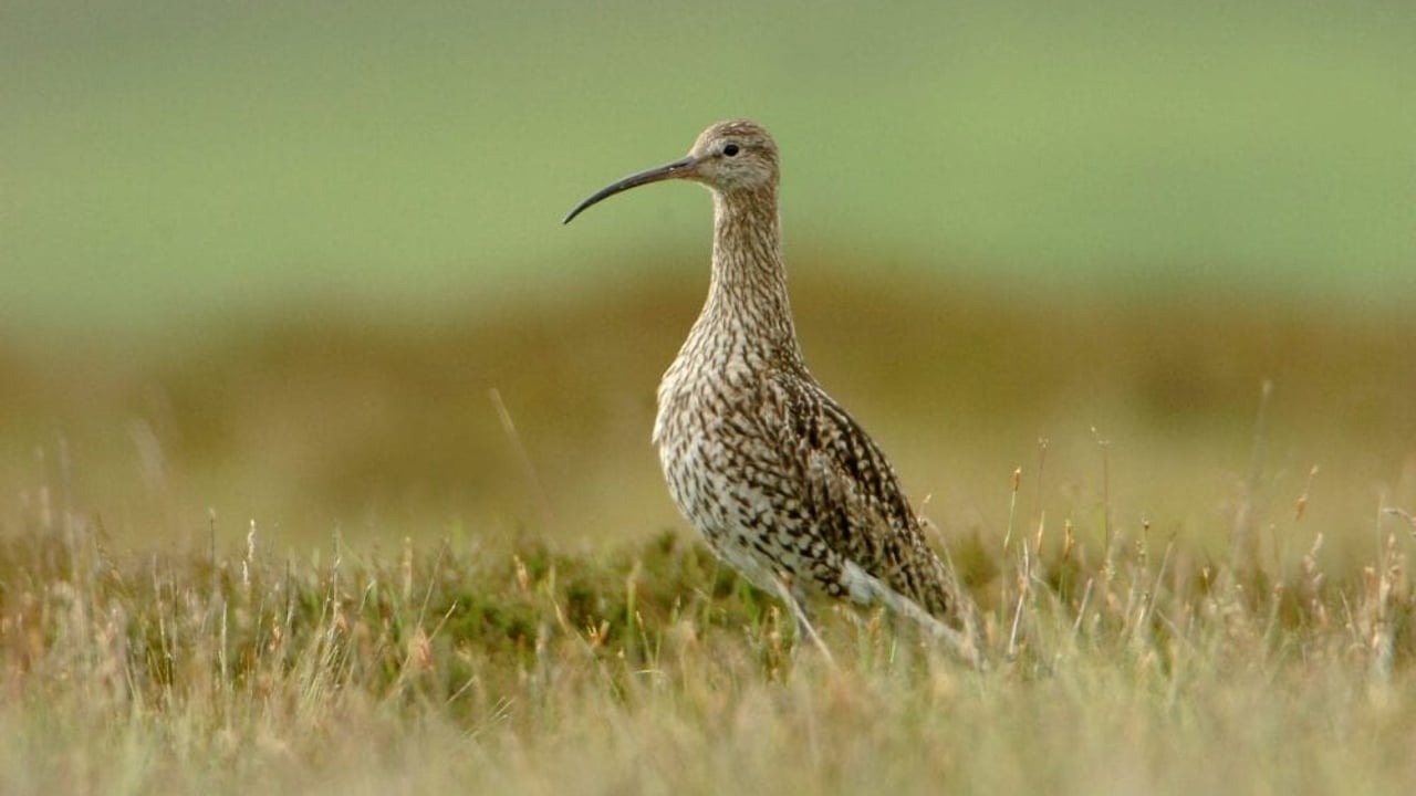 Source: Birdwatch Ireland