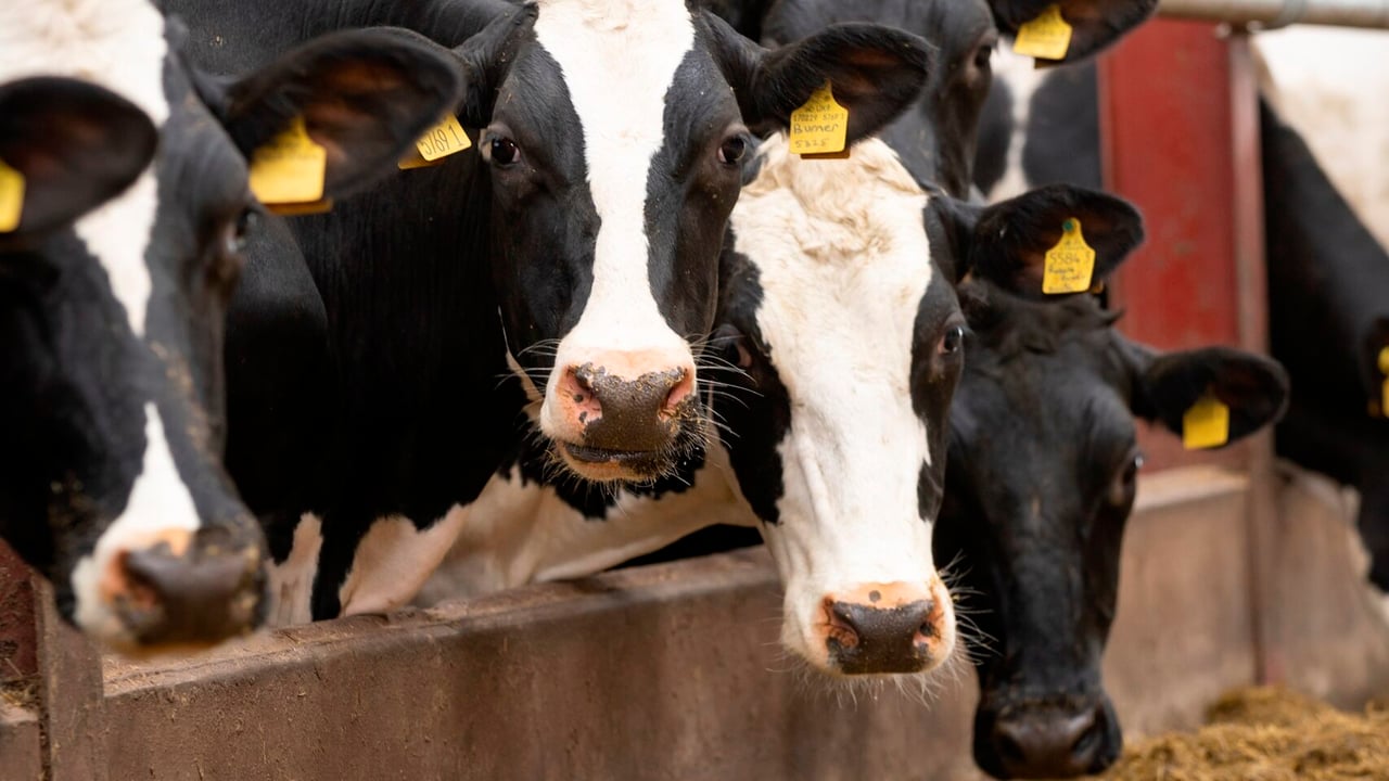 Scale of mycotoxin challenge in silage higher in 2023