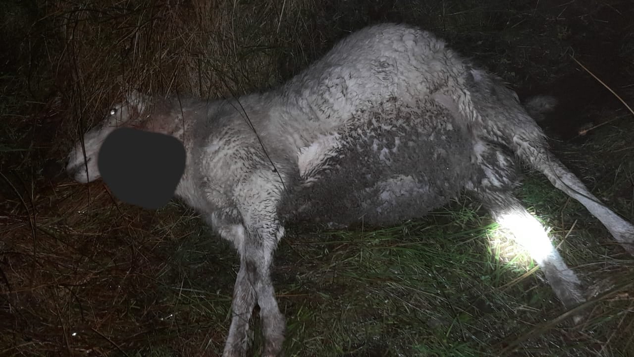 Kerry sheep farmer calls for compensation fund after dog attack