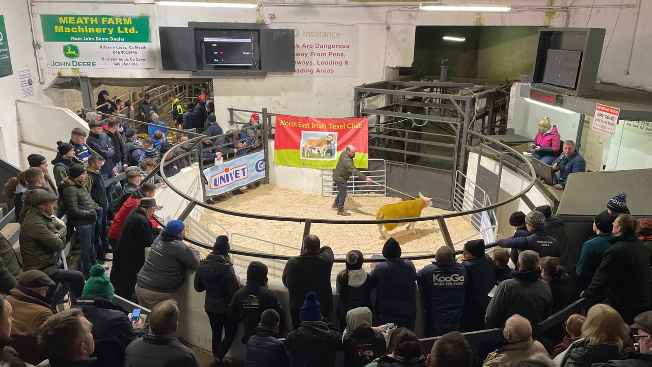 Texel Twilight sale: Top price of €4,500 goes to Meath flock