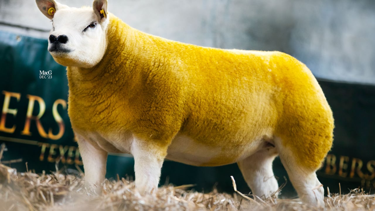 Lot 38 from the upcoming sale Source: North East Irish Texel Club
