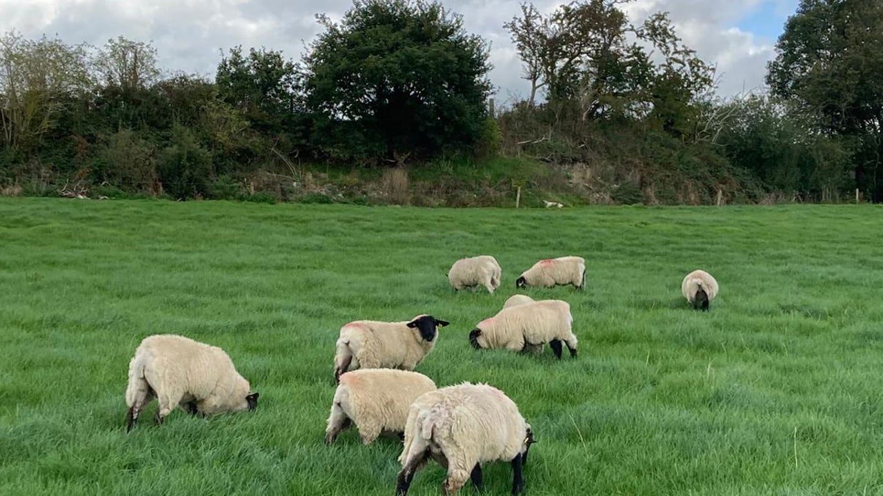 Dealing with stomach worms affecting the thrive of lambs