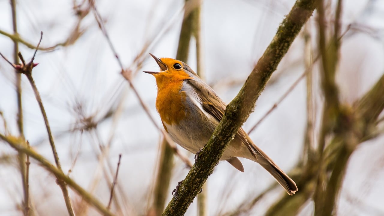 Annual Irish garden bird survey to kick off next week