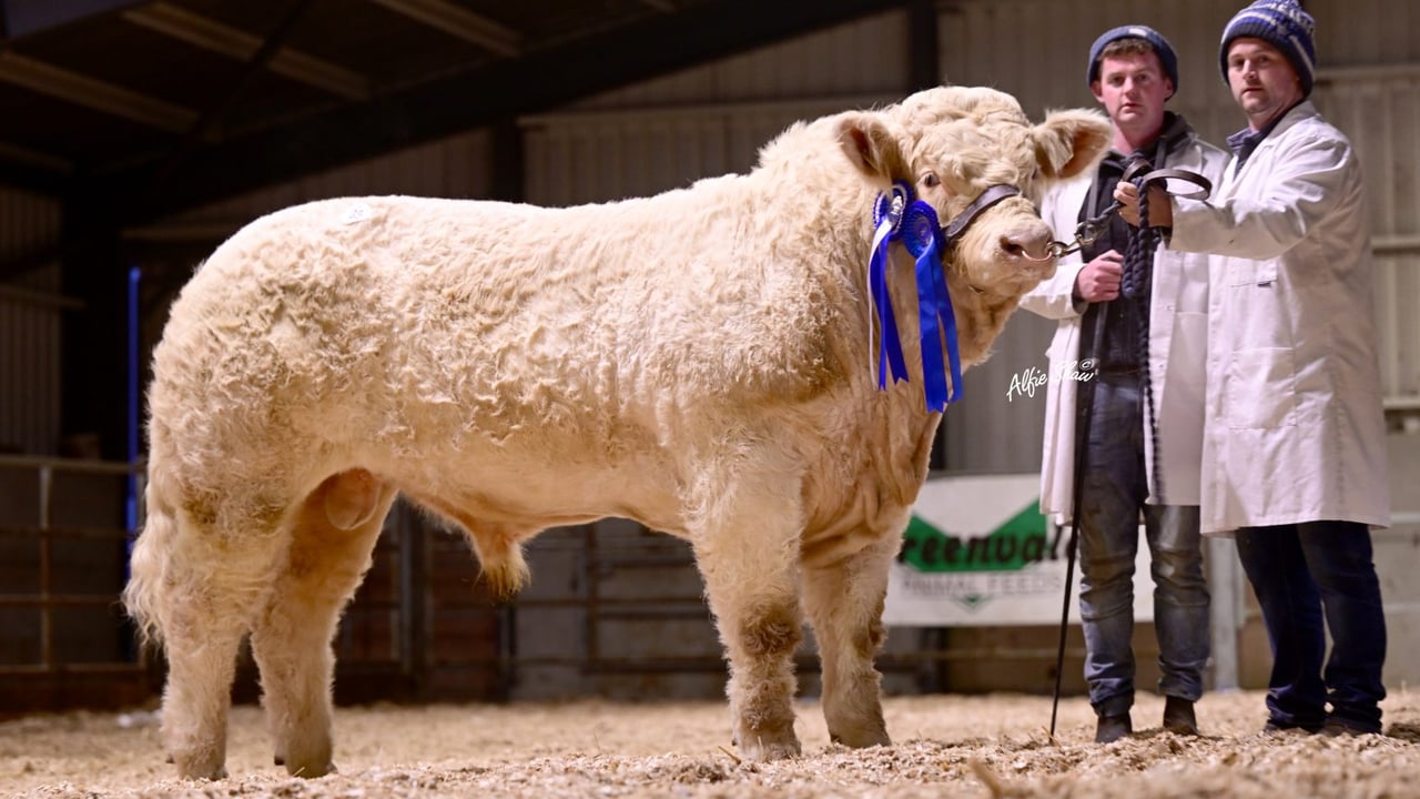 Reserve Overall Junior Champion, Cloonglasna11 Tarzan sold for €16,200 