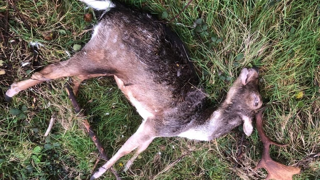 Source: Irish Deer Commission