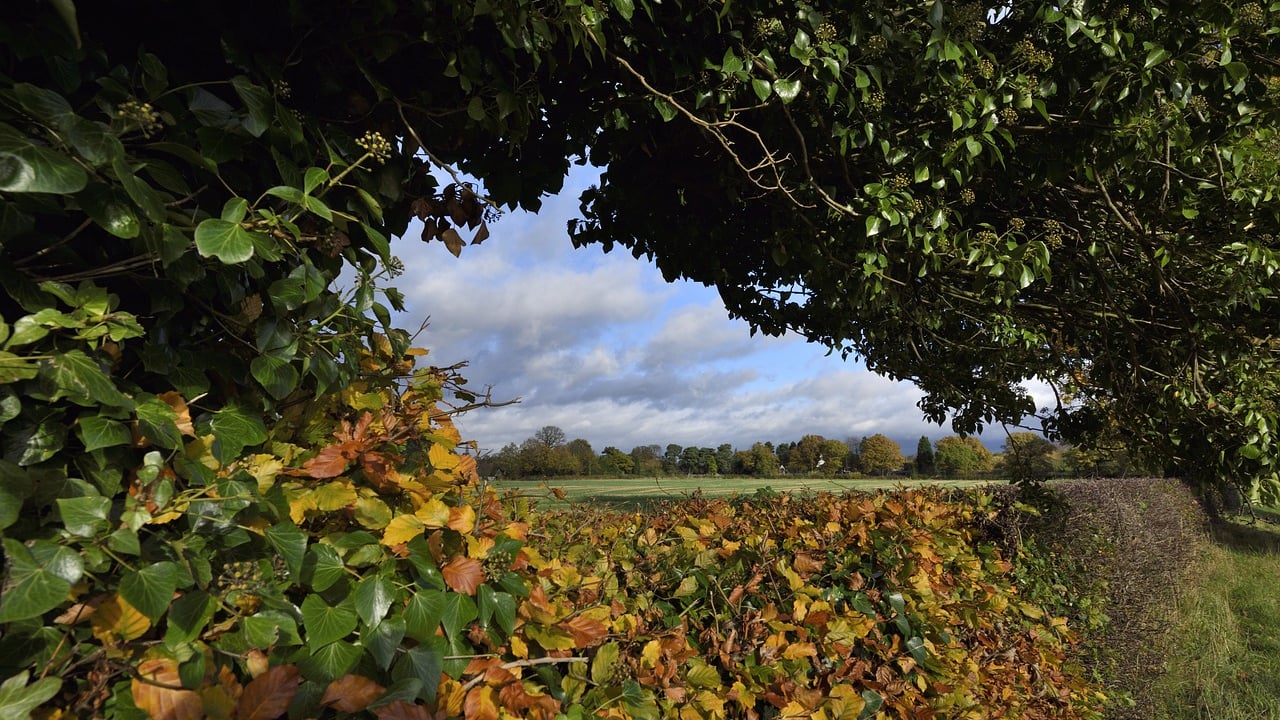 Bill introduced to Dáil seeks to protect 'significant hedgerows'
