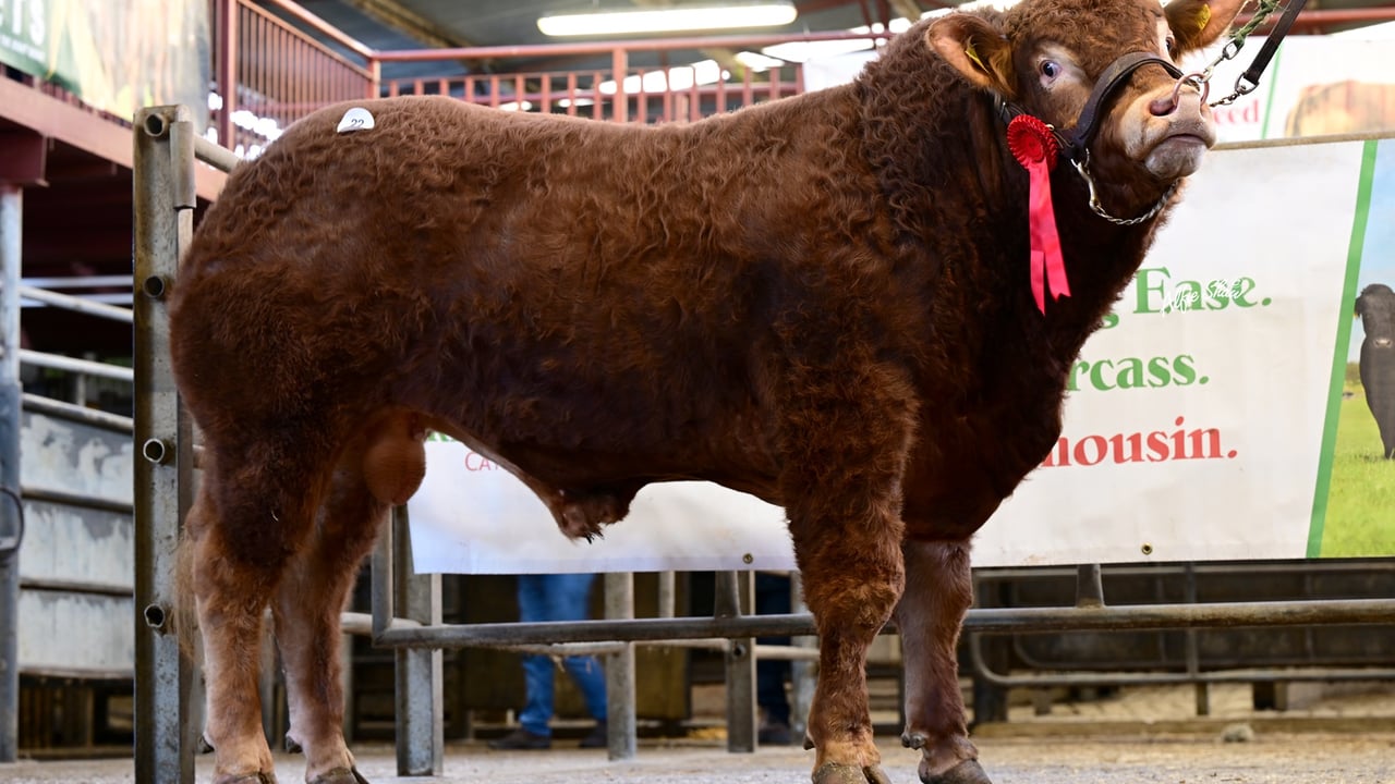 Westmeath breeders take top price at Athenry Limousin sale