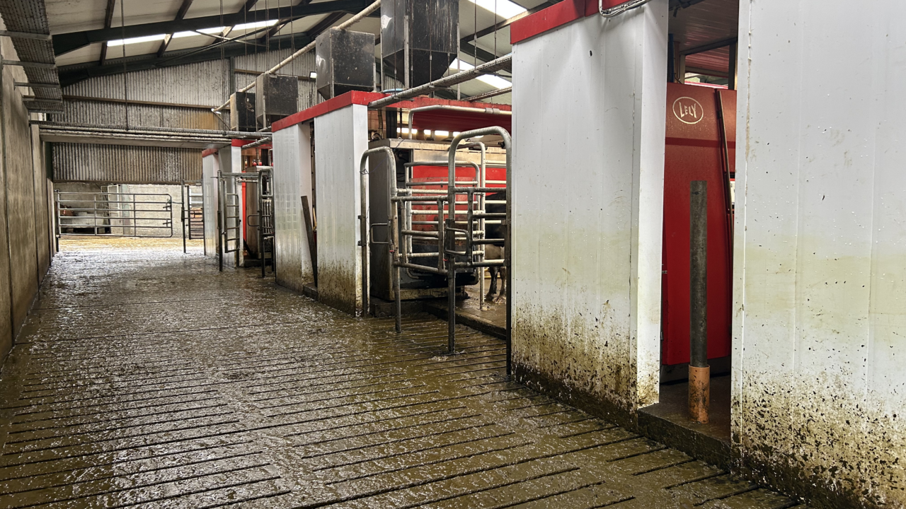 Dairy Throwback: Labour issues lead brothers to switch to Lely robots