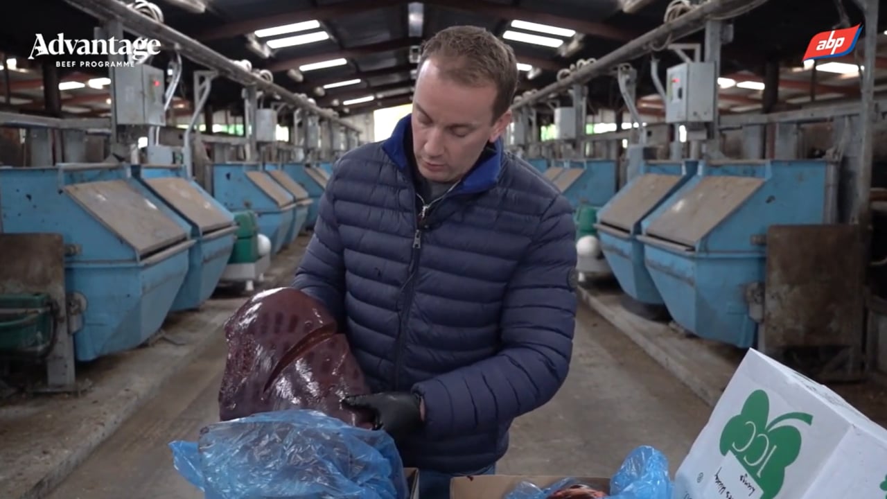 Video: Vet shows damage caused by liver fluke in cattle