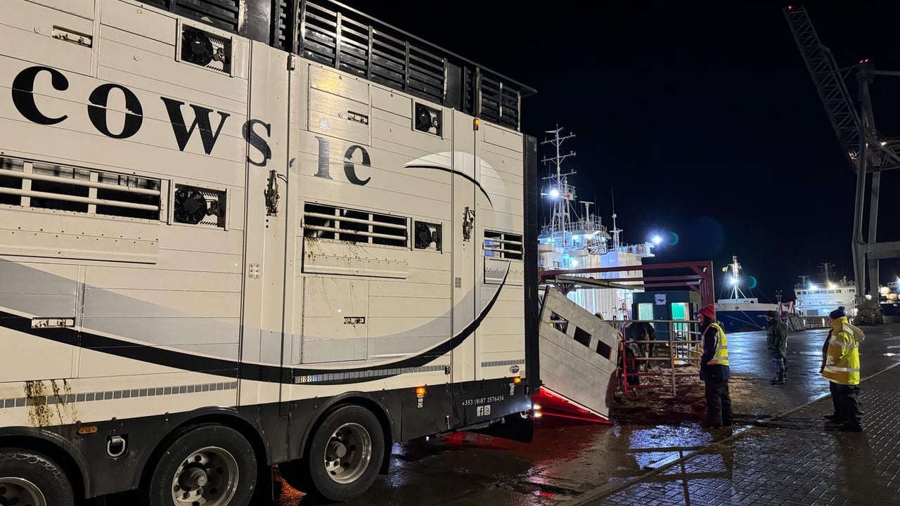Video: First-ever full shipment of Irish dairy heifers exported