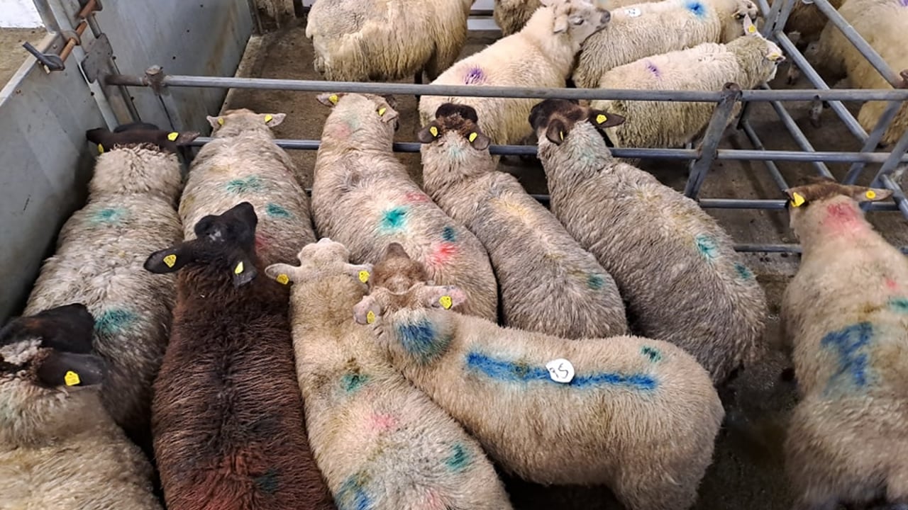 Sheep marts: Ewe lambs fetch €164/head at Ballinrobe Mart