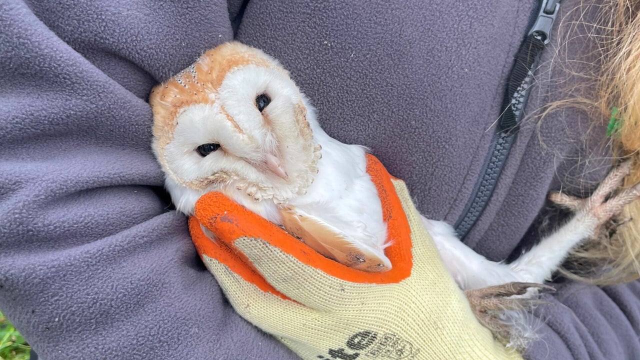 Barn owls in Down defy the odds with surprise winter brood