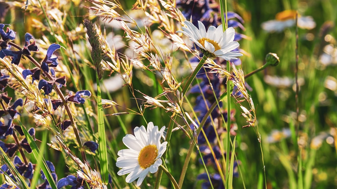Minister to launch new National Biodiversity Action Plan