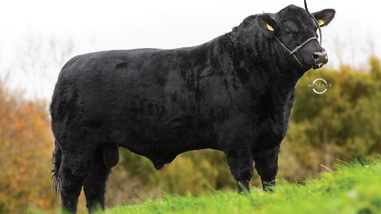 AI-bred dropped calves continue to secure premium price