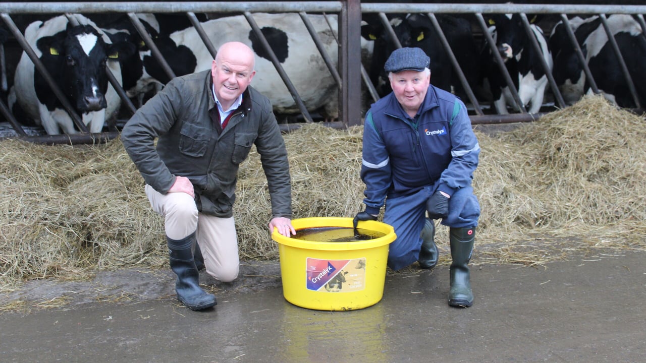 Unveiling the impact of supplements in spring calving