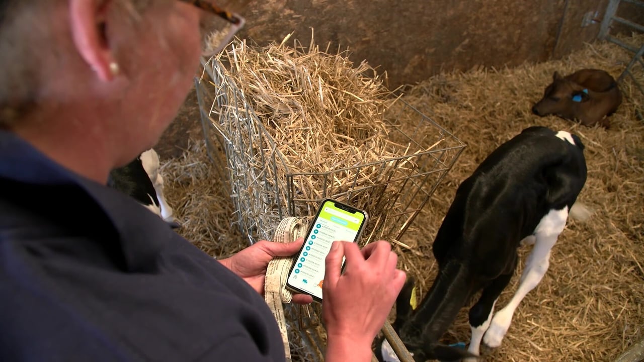 How to save time on calf registration this spring