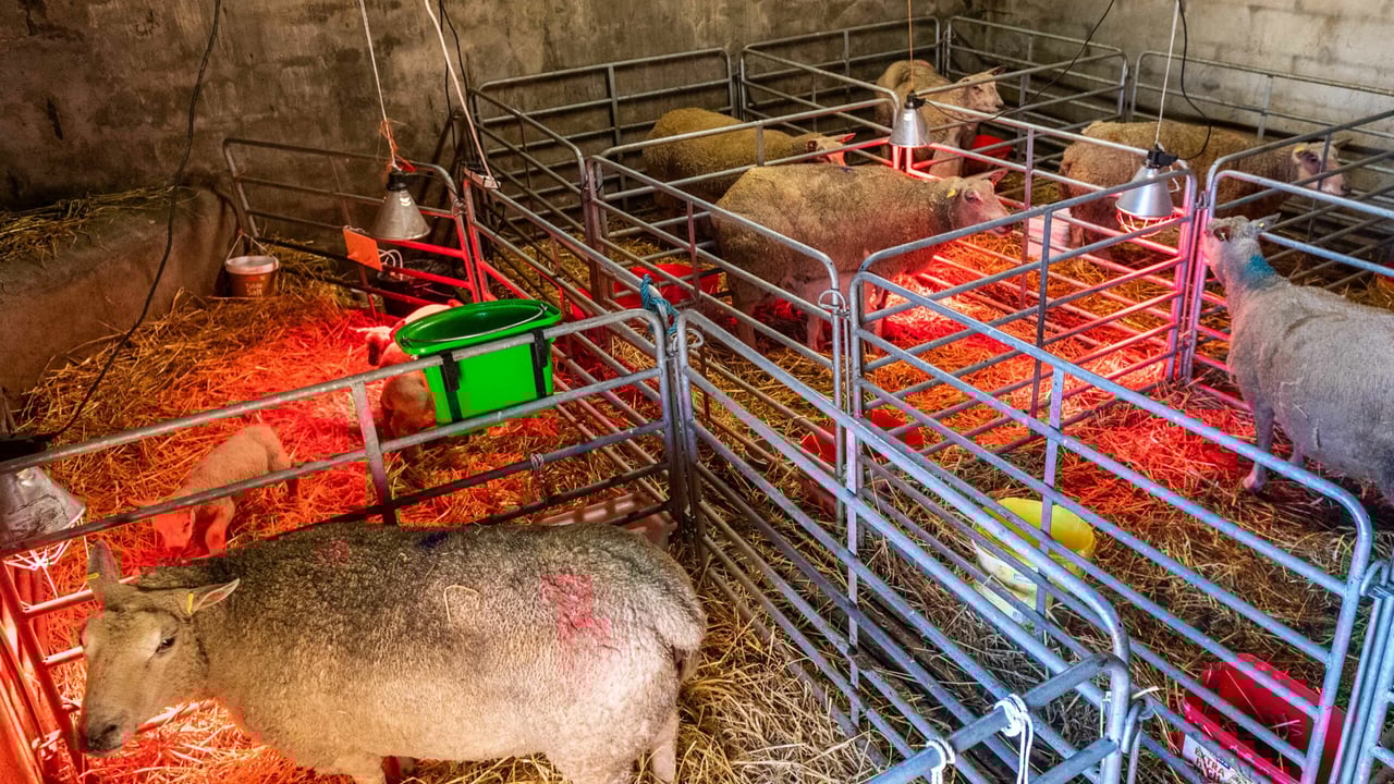 Lambing shed with pedigree Turret Charolais sheep and lambs on Katie Shanahan's farm in Leap. Image source: Andy Gibson