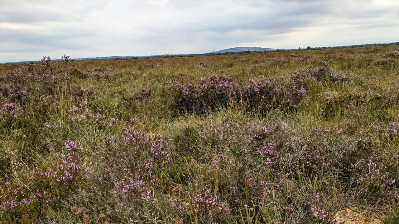 International Bog Day to be marked by event in Kildare