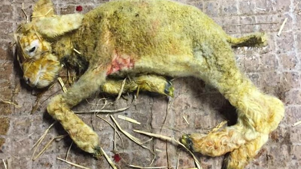 DAFM urges investigation of birth deformities in calves and lambs