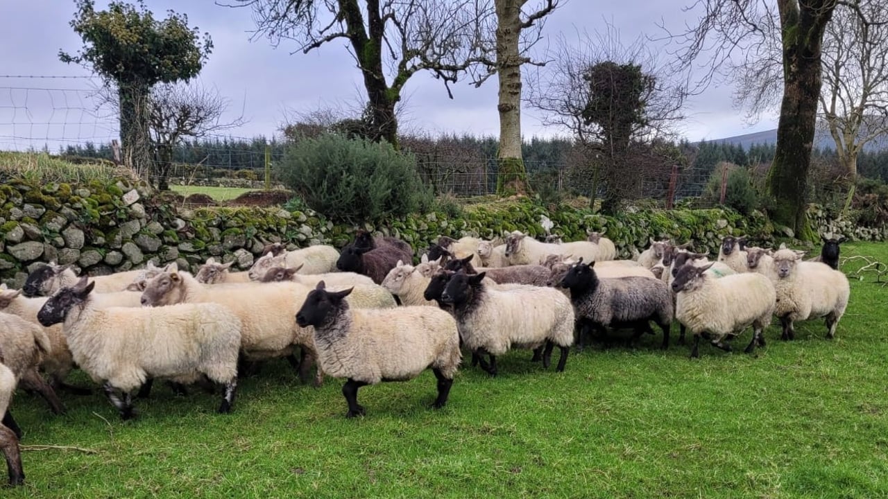 Dispersal sale of 500 in-lamb ewes set for Tullow Mart
