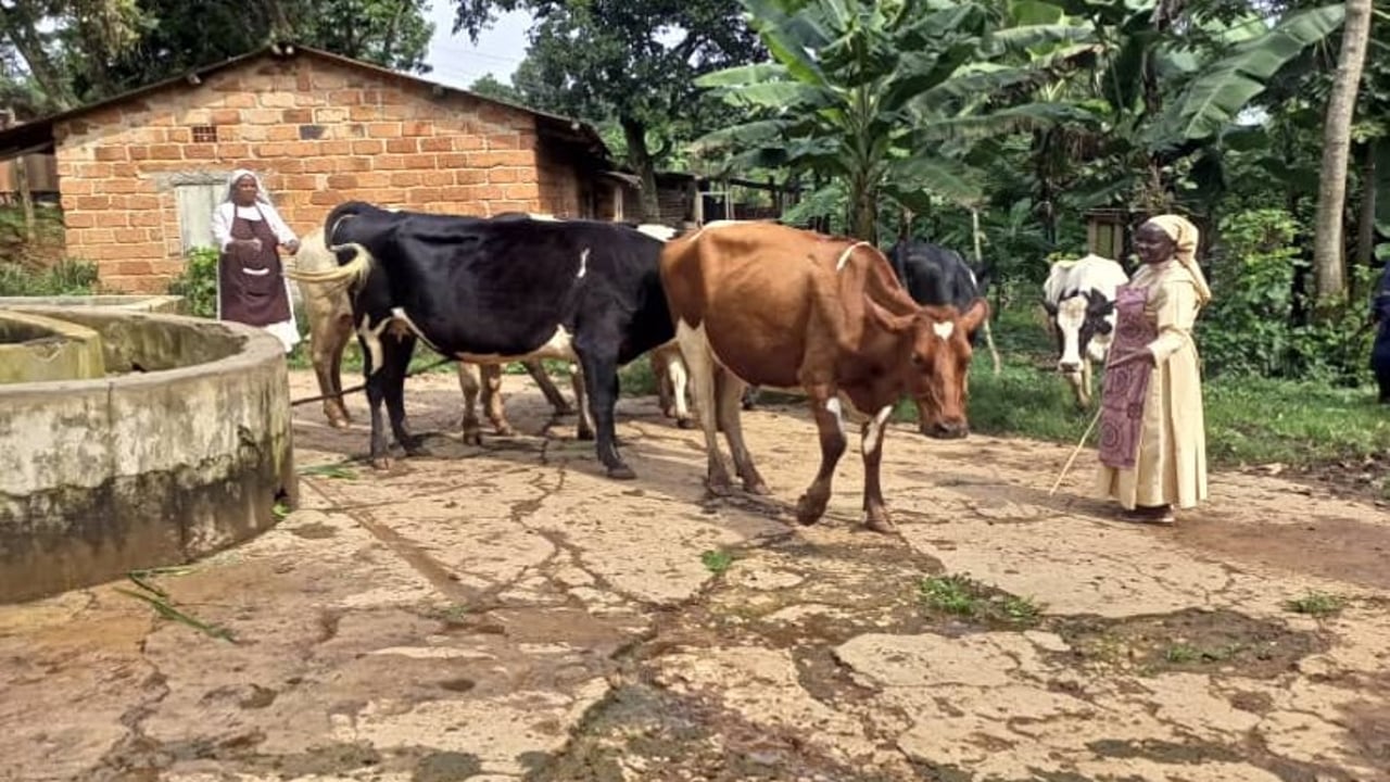 The Little Sisters of St Francis farm  in Uganda.