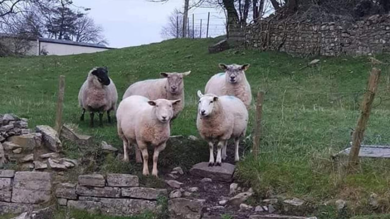 Gardaí investigating sheep killed in Co. Laois dog attack