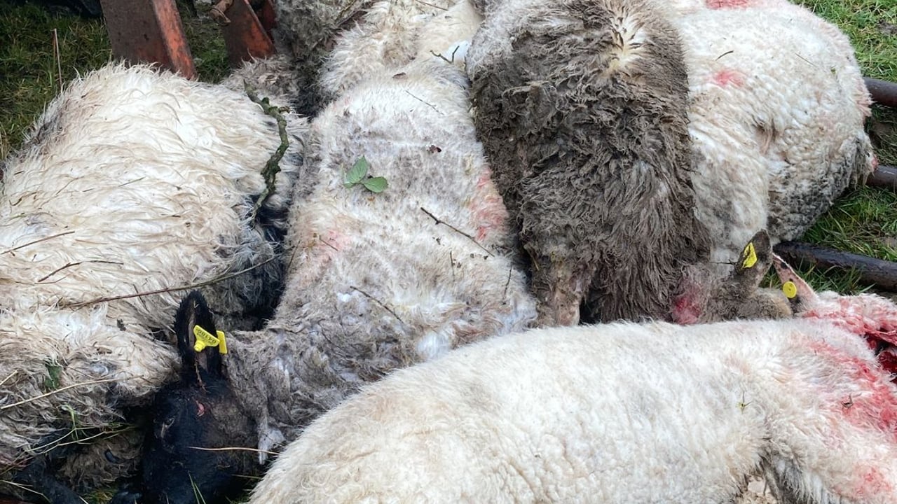 Graphic: Kerry dog attack leaves 10 sheep dead with more missing