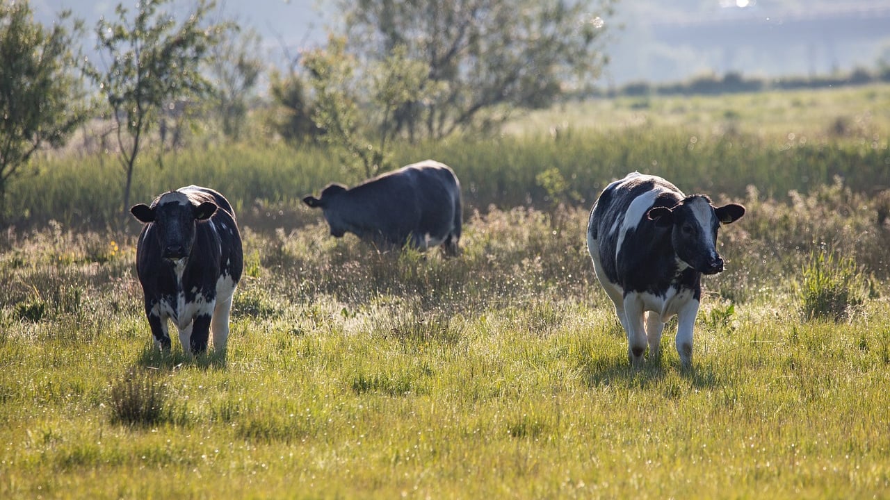 Number of cows reduced by around 27,000 in 2023