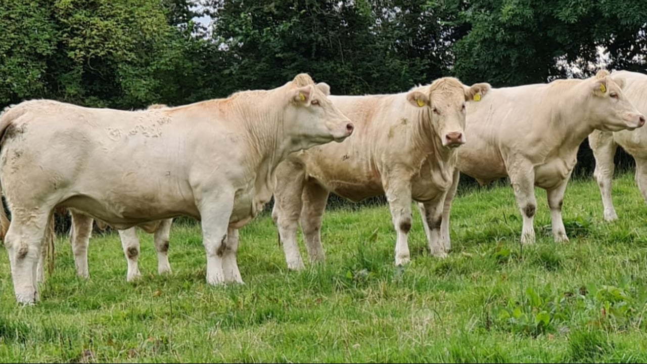 McKiernan to step down as secretary of Charolais society