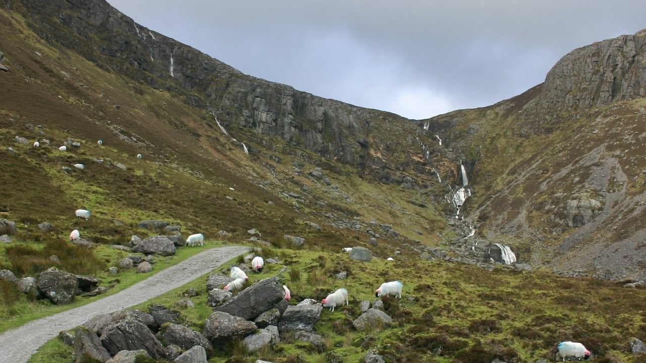 Sheep grazing at Mahon Falls on the Comeragh mountains Source: Aoife Ryan