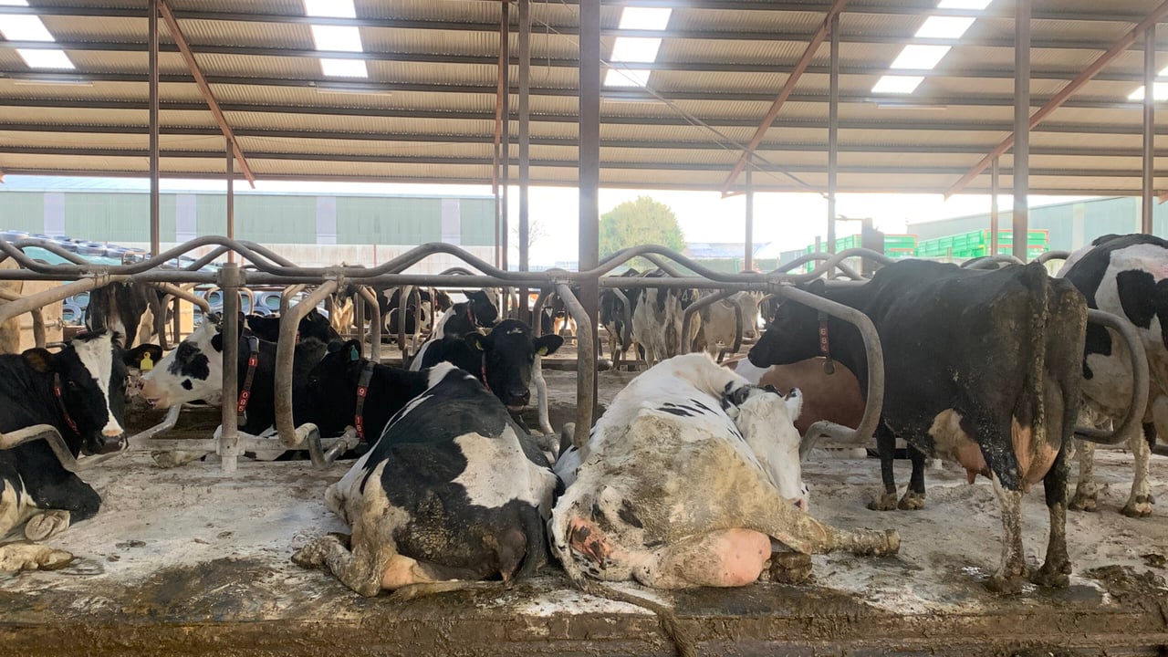 Dairy advice: Managing BCS in late lactation cows
