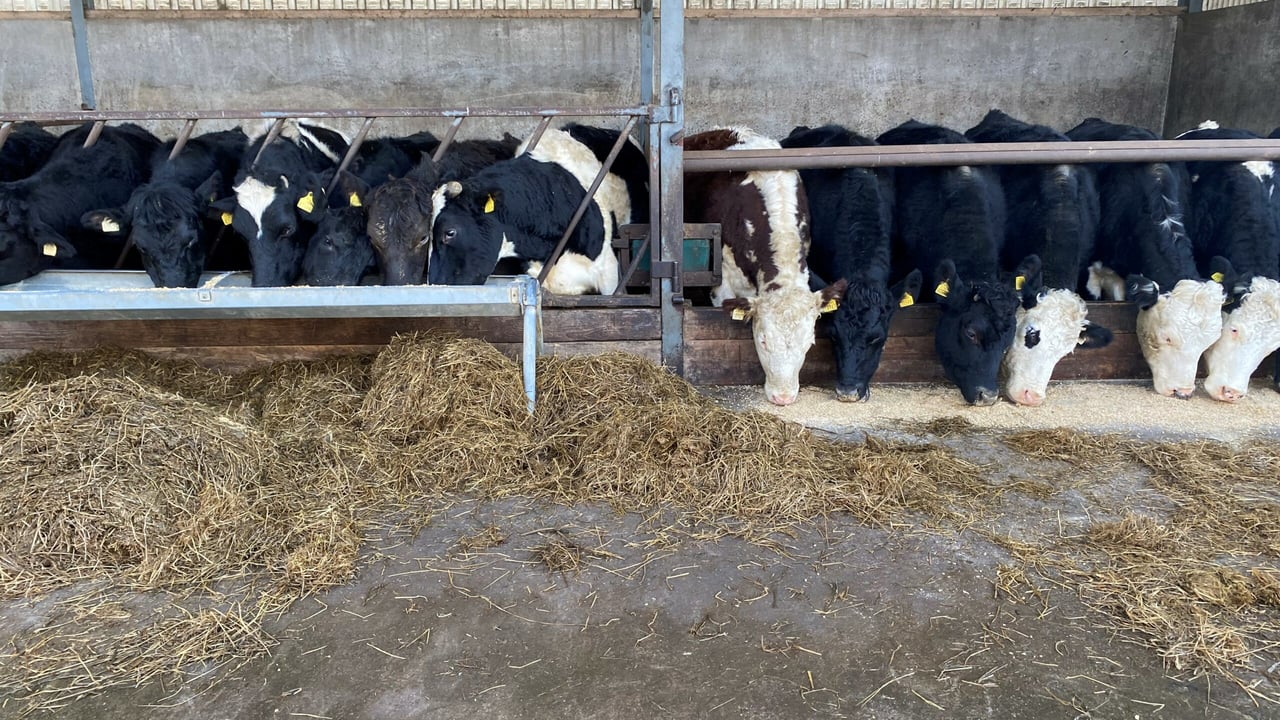Is a secondary lice treatment needed in the cattle shed?